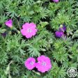 Hardy Geranium Online Sale