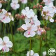 Hardy Geranium Online Sale