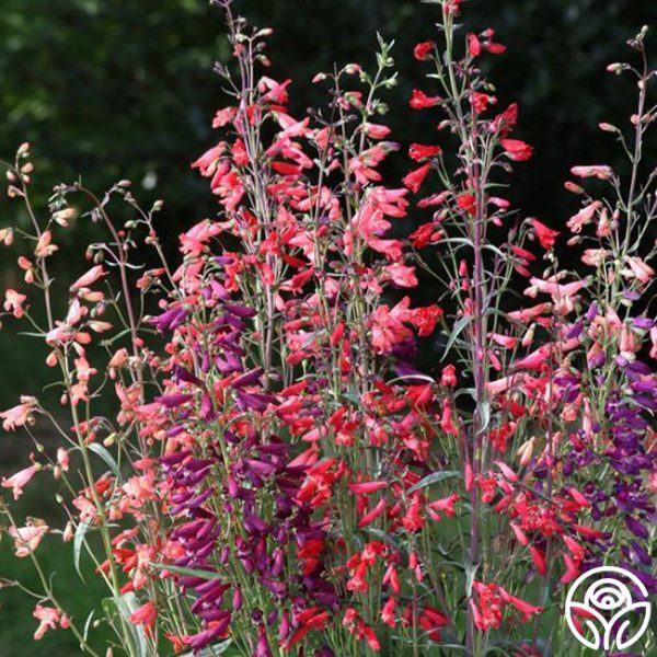 Penstemon Hot on Sale