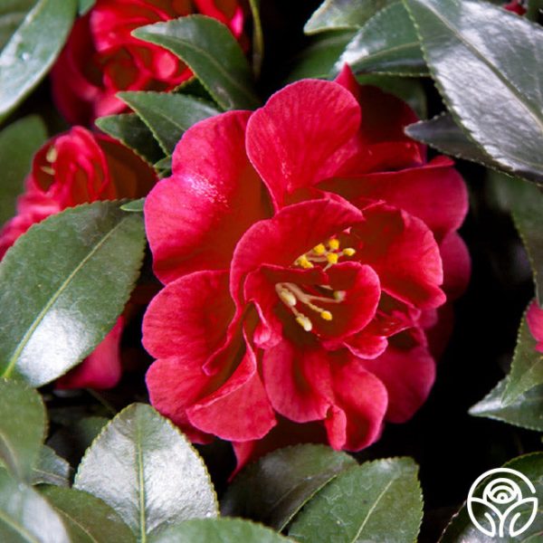 Camellia For Cheap