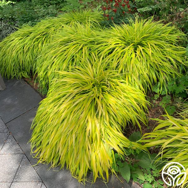 Hakonechloa Online Hot Sale