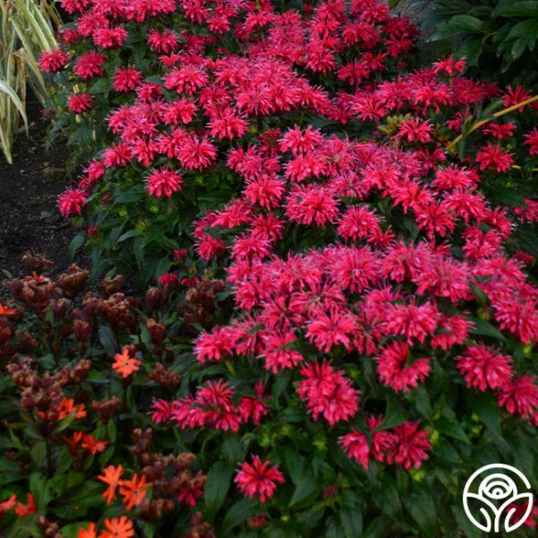 Monarda (Bee Balm) For Sale