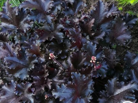 Heuchera (Coral Bells) Cheap