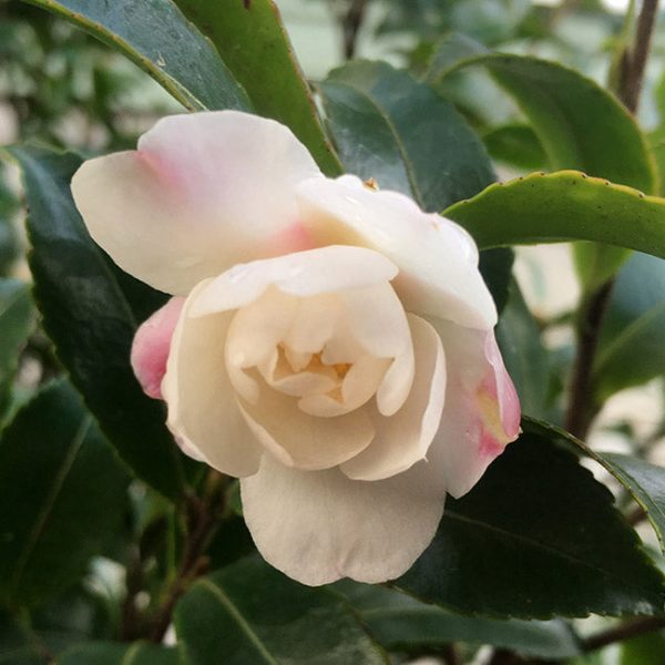 Camellia For Cheap