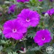 Hardy Geranium Online Sale