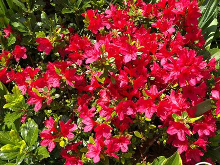 Azalea Supply