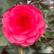 Camellia For Cheap