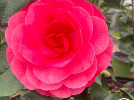 Camellia For Cheap