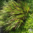 Hakonechloa Online Hot Sale