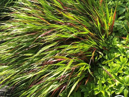 Hakonechloa Online Hot Sale