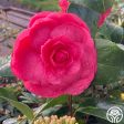 Camellia For Cheap