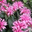 Monarda (Bee Balm) For Sale