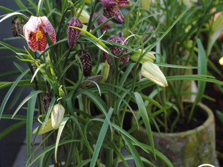 Fritillaria Meleagris Mix Fashion