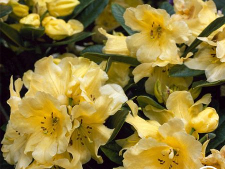 Rhododendron Online Sale