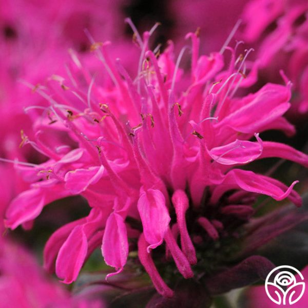 Monarda (Bee Balm) For Sale