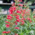 Penstemon Hot on Sale