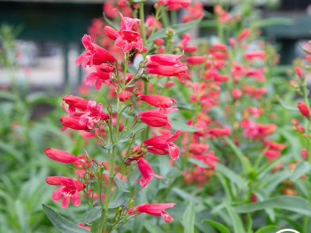 Penstemon Hot on Sale