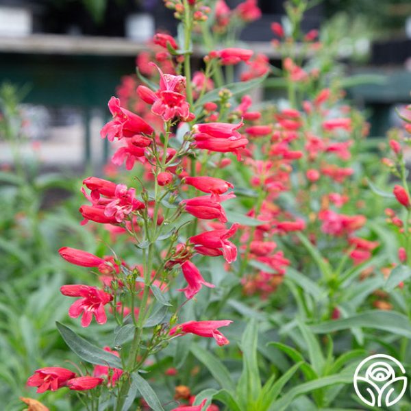 Penstemon Hot on Sale