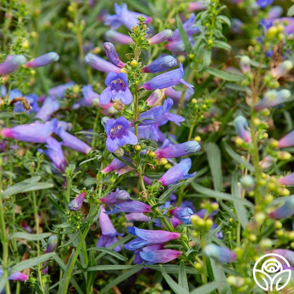 Penstemon Hot on Sale