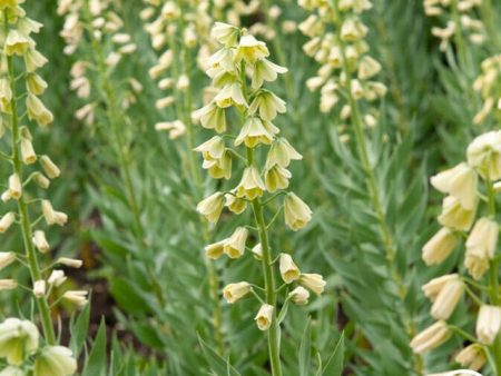 Fritillaria Persica Alba For Cheap