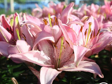 Lily For Sale