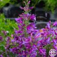 Penstemon Hot on Sale