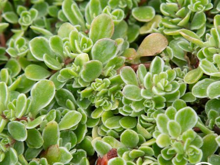 Sedum on Sale