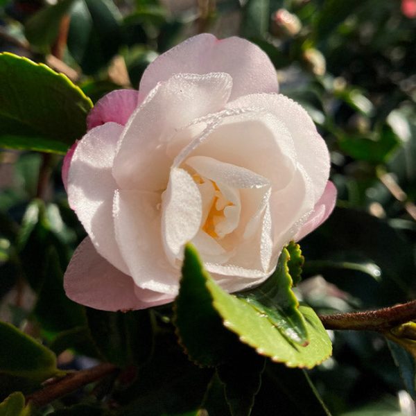 Camellia For Cheap