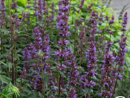 Agastache Hot on Sale