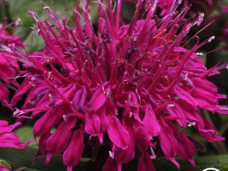 Monarda (Bee Balm) For Sale