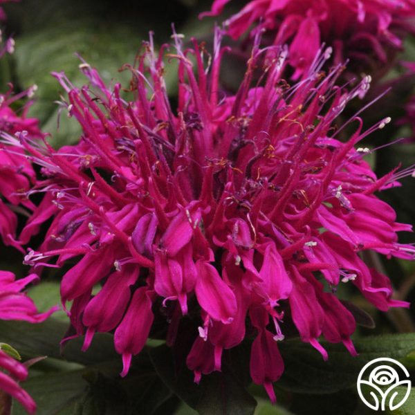 Monarda (Bee Balm) For Sale