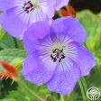 Hardy Geranium Online Sale