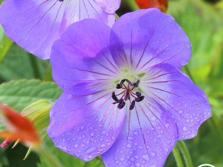 Hardy Geranium Online Sale