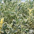 Euonymus Cheap